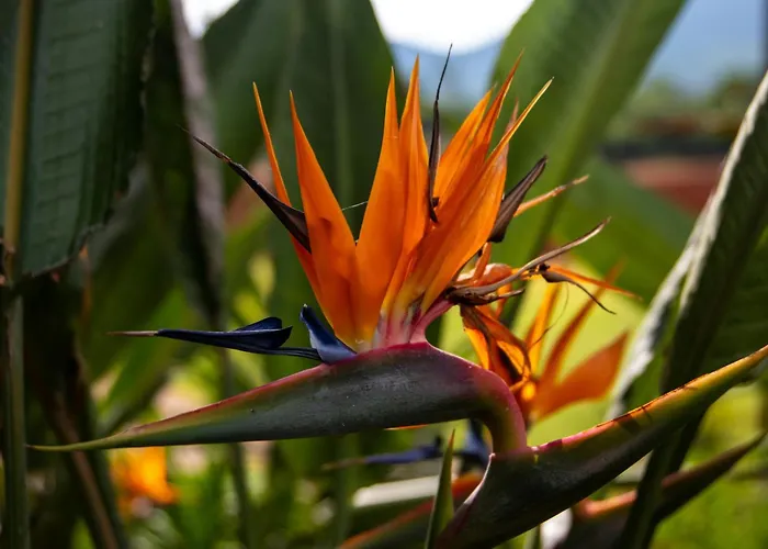 Villa Dos Sobreiros D'Ouro - Luxury Suites & Private Pool - Carvoeiro & Benagil Lagoa képek